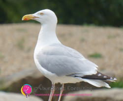 Symbole de la Mouette