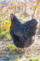 Symbole de la Poule