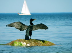 Symbole du Cormoran