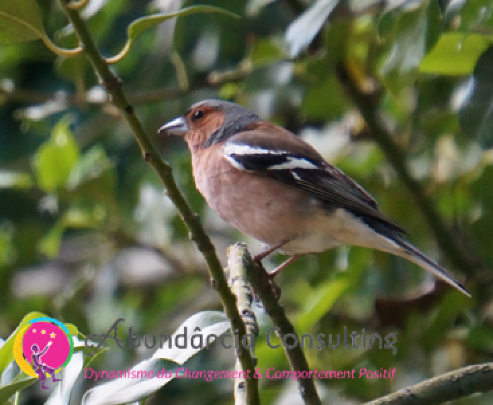 Les Oiseaux Et Leurs Messages Abundância Consulting