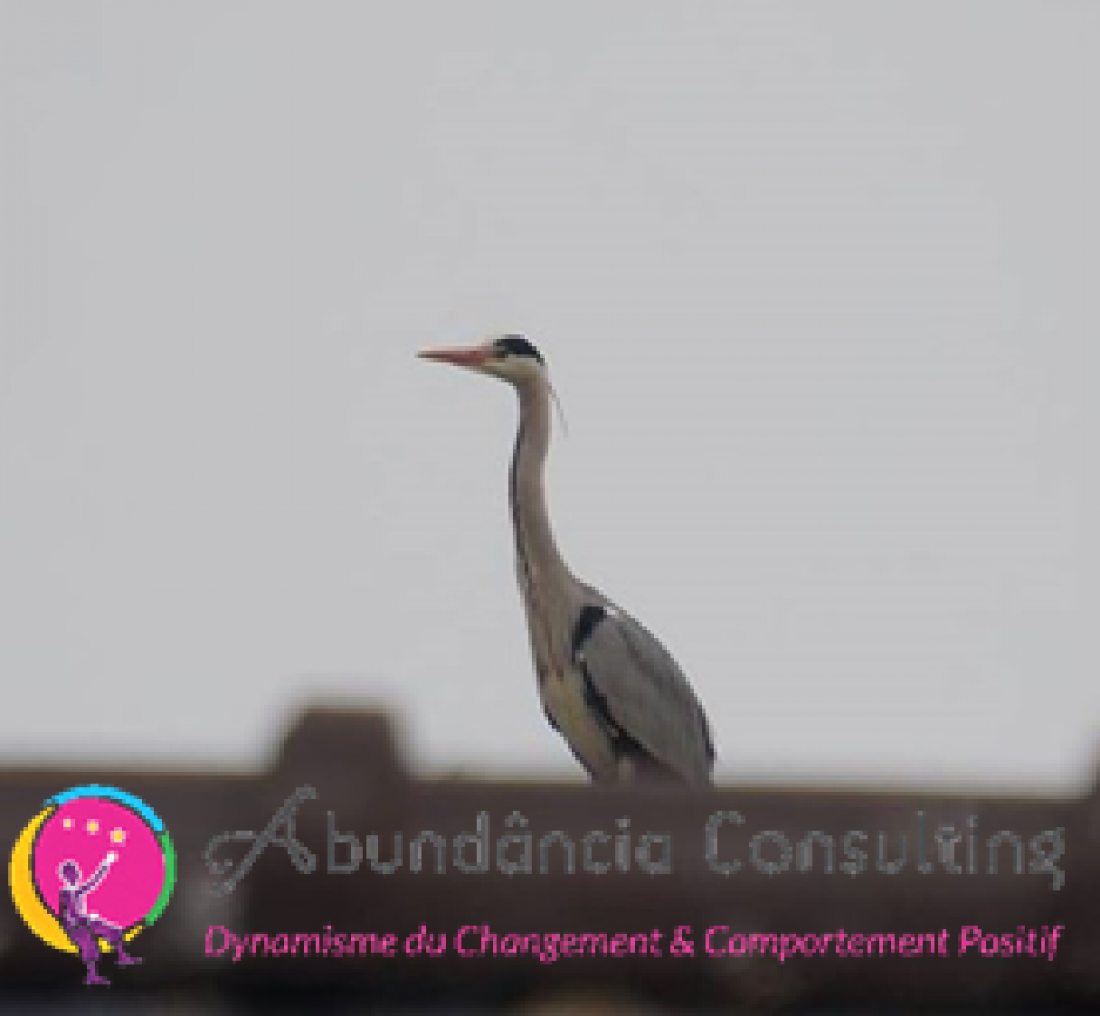 Les Oiseaux Et Leurs Messages Abundância Consulting