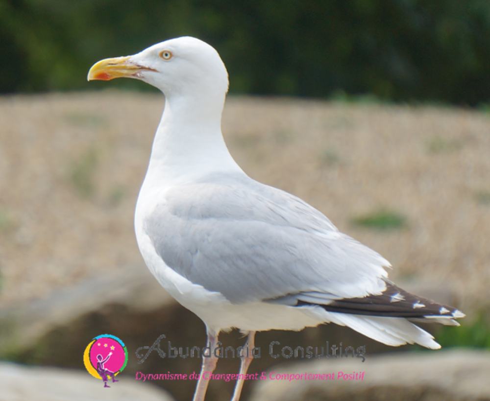 Les Oiseaux Et Leurs Messages Abundância Consulting