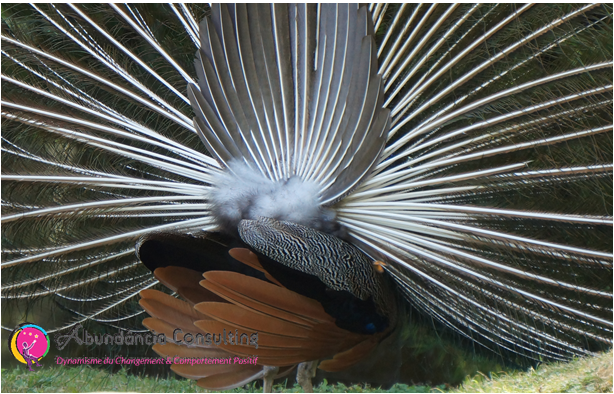 Symbolique Des Plumes Ange Oiseau Rituel Chaman