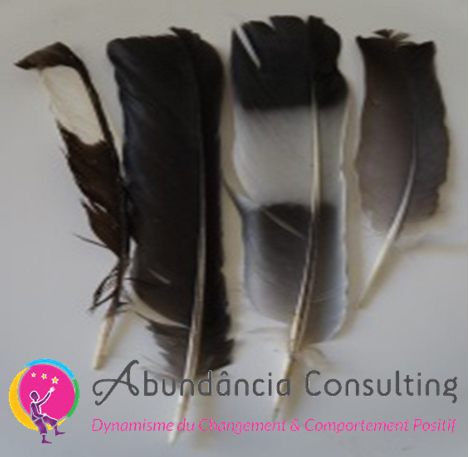 Symbolique Des Plumes Ange Oiseau Rituel Chaman