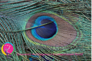 Les Oiseaux Et Leurs Messages Abundância Consulting